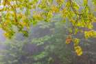 USA, Washington State, Seabeck. Bigleaf maple tree in autumn on foggy morning. Art Print
